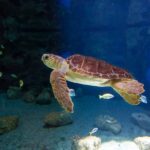 Poema del Mar Skip-the-Line Ticket - What To Expect During Your Visit