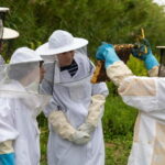 Ponta Delgada: Apiary Guided Tour - Practical Details and Value