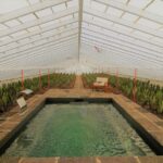 Ponta Delgada: Greenhouse Hot Tube with Pineapple Tour - Who Should Consider This Tour?