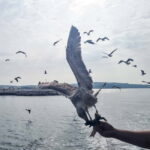 Pore: Boat Day Trip to Rovinj with or without Fish Lunch - The Itinerary: What You Can Expect