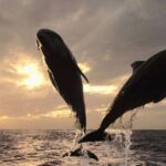 Pore: Private Snorkeling Tour with Dolphin-Watching - Itinerary Breakdown and What to Expect