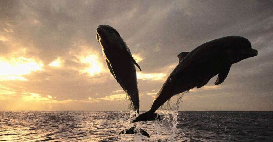 Pore: Private Snorkeling Tour with Dolphin-Watching - Itinerary Breakdown and What to Expect