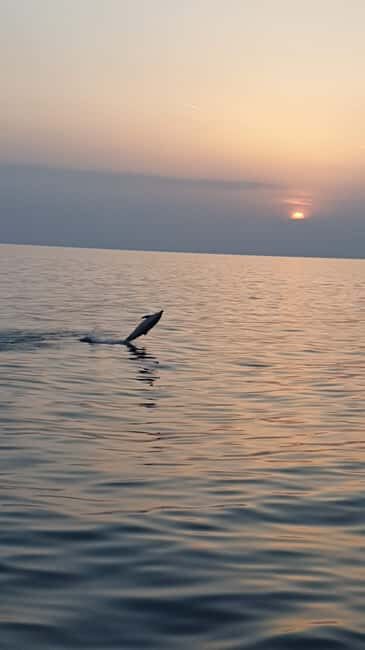 Pore: Sunset Dolphin Safari with Dinner and Drinks - Practical Tips for Your Sunset Dolphin Safari