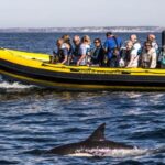 Portimão: 2-Hour Dolphin Watching Boat Tour - What to Expect from Your Dolphin Watching Tour