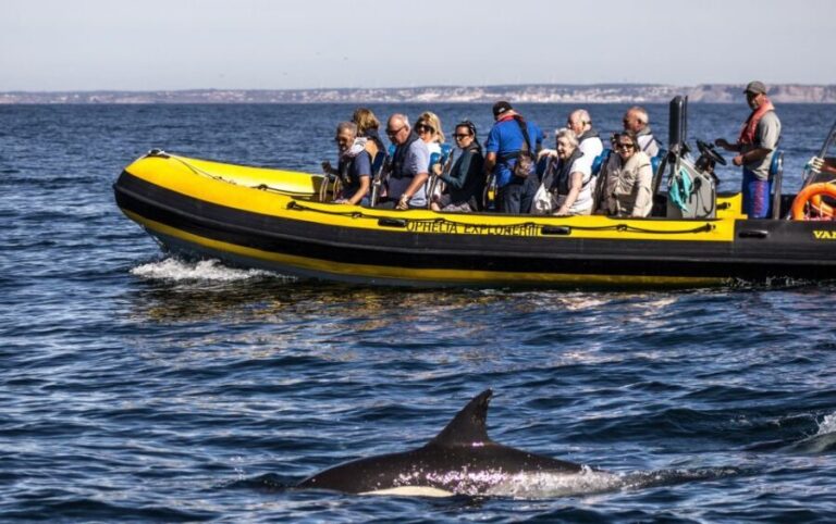 Portimão: 2-Hour Dolphin Watching Boat Tour - What to Expect from Your Dolphin Watching Tour