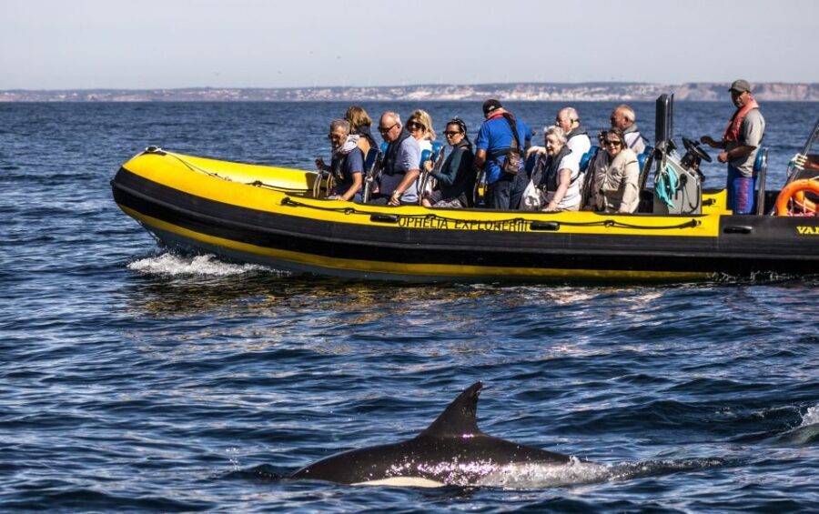 Portimão: 2-Hour Dolphin Watching Boat Tour - What to Expect from Your Dolphin Watching Tour
