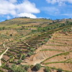 Porto: Douro Valley Private Tour with Winery Visit & Lunch - Practical Details and Value