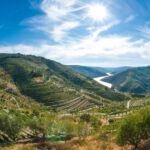 Porto: Douro Valley Wine Tour with Lunch, Tastings & Cruise - The Vineyards and Wine Tastings