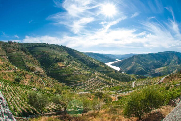 Porto: Douro Valley Wine Tour with Lunch, Tastings & Cruise - The Vineyards and Wine Tastings