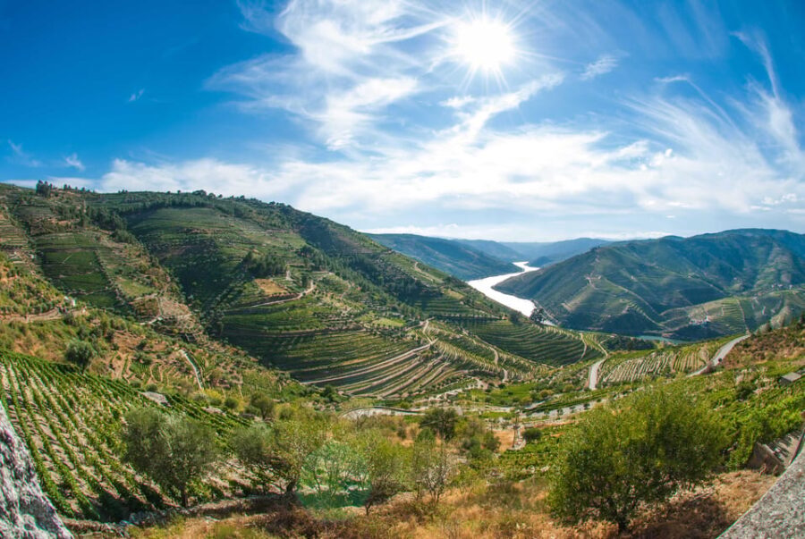 Porto: Douro Valley Wine Tour with Lunch, Tastings & Cruise - The Vineyards and Wine Tastings