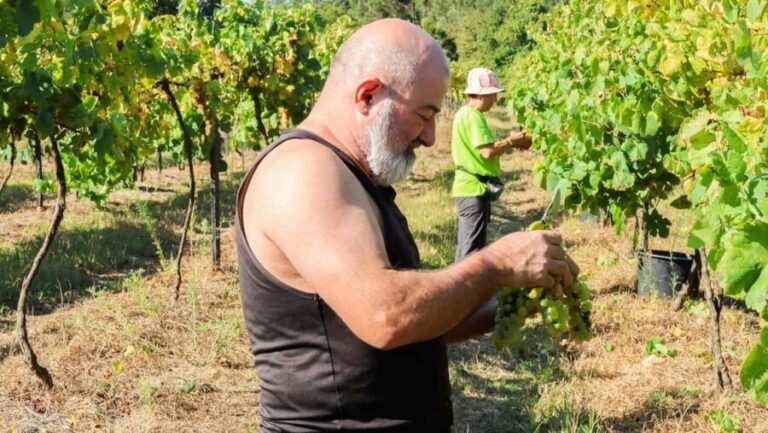 Porto: Green Wine Tasting and visit - The Value of the Tour