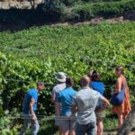 Porto: Private Douro Valley tour with lunch, wine tasting, and a cruise - 2 wineries - Detailed Breakdown of the Experience