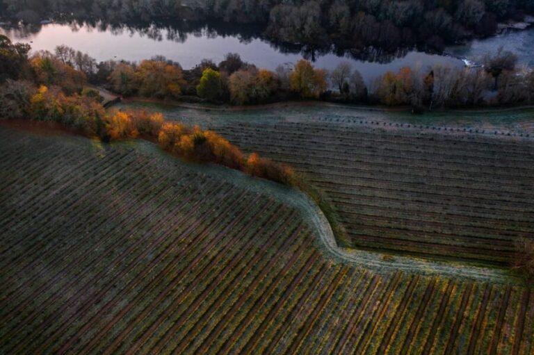 Porto: Private Green Wine Tour: Visit 2 Wine Estates & Lunch - The Sum Up