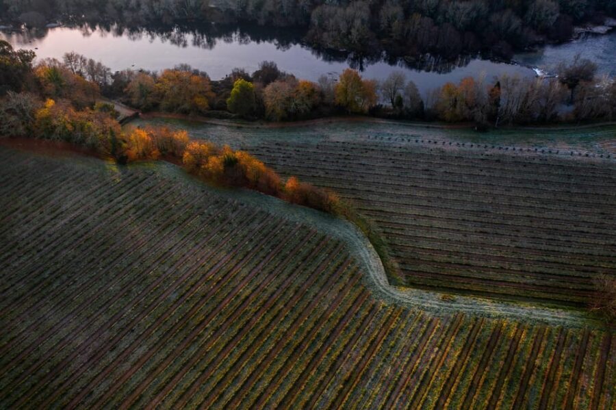 Porto: Private Green Wine Tour: Visit 2 Wine Estates & Lunch - The Sum Up