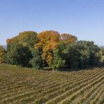 Porto: Qta da Aveleda Enchanted Gardens & Green Wine - Tasting Portugal’s Green Wines