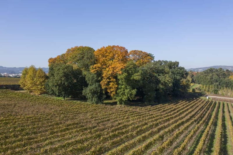 Porto: Qta da Aveleda Enchanted Gardens & Green Wine - Tasting Portugal’s Green Wines