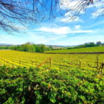 Porto: Wine Tastings (Green Wine) & Lunch & Porto Old Tour - The Traditional Lunch & Regional Flavors