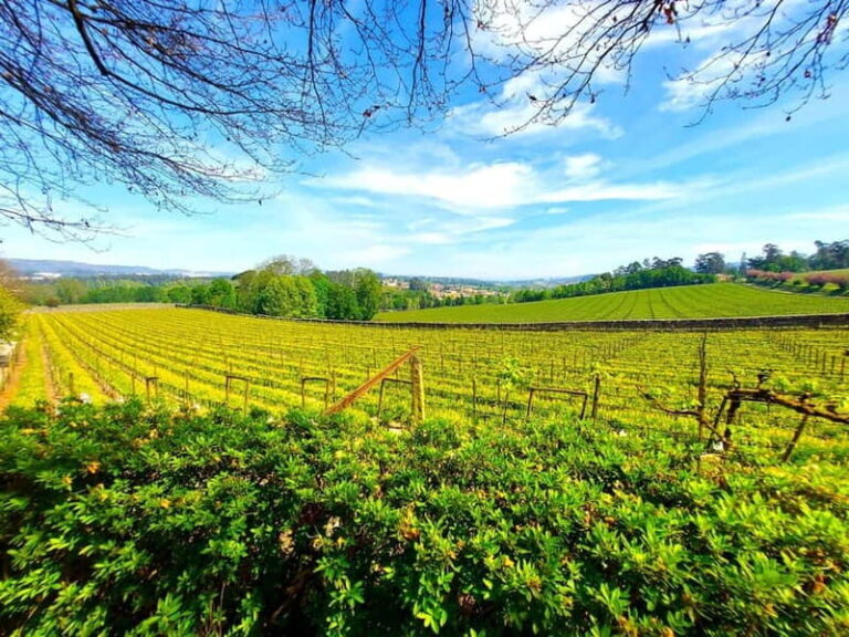 Porto: Wine Tastings (Green Wine) & Lunch & Porto Old Tour - The Traditional Lunch & Regional Flavors