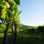 Portugal: Bairrada Private Tour - Exploring the Thermal Villages: Curia and Luso