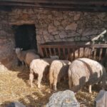 Portugal: Fatima, Aljustrel & Valinhos Trip with Picnic - The Itinerary in Detail: What to Expect