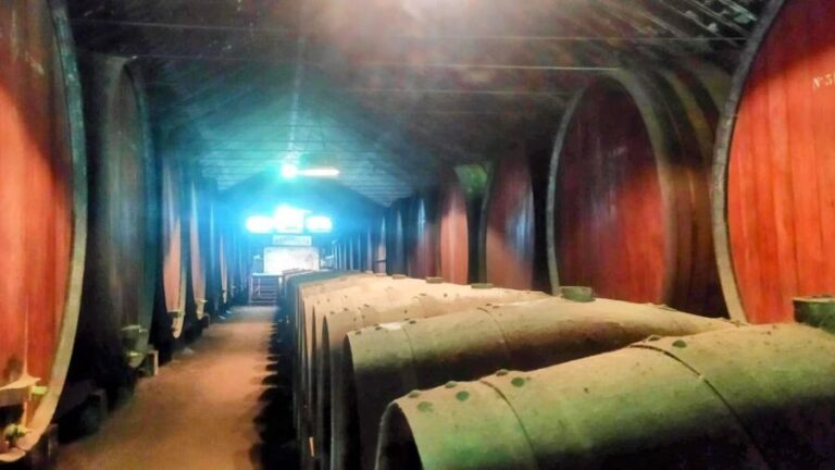 Portuguese Wine History & Amazing Landscape - The Authentic Value of This Experience