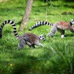 Prague: Boat Ride to the Zoo and Admission Ticket - What’s Included and How It All Comes Together