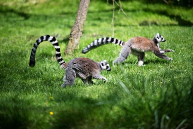 Prague: Boat Ride to the Zoo and Admission Ticket - What’s Included and How It All Comes Together