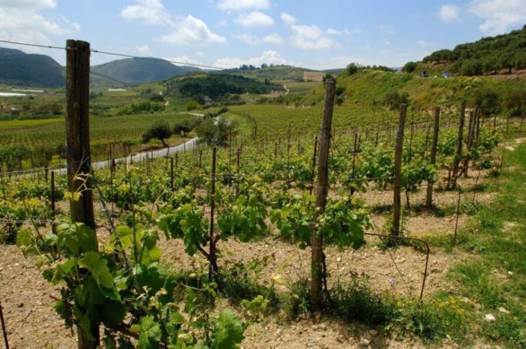 Premium Crete Olive oil tasting, Wine, Raki and Cretan food! - The Itinerary Breakdown