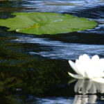 PREMIUM TOUR SMALL GROUP Bucharest: Day Trip to Danube Delta - The Trip in Detail: What to Expect from Start to Finish