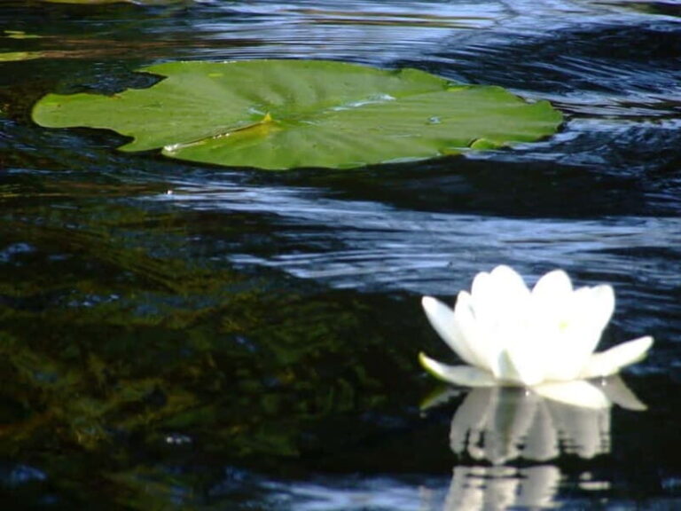 PREMIUM TOUR SMALL GROUP Bucharest: Day Trip to Danube Delta - The Trip in Detail: What to Expect from Start to Finish