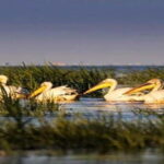 PREMIUM TOUR SMALL GROUP From Bucharest to the Danube Delta - Why This Tour Offers Great Value