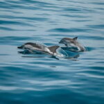 Private boat trips in Porec: dolphin watching, panoramic tour - Who Would Love This Experience?