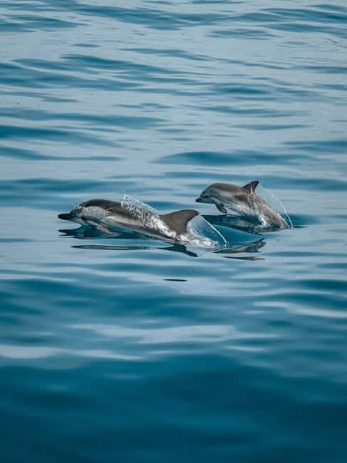 Private boat trips in Porec: dolphin watching, panoramic tour - Who Would Love This Experience?