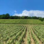 Private Champagne Moet Chandon, Pommery, Pressoria Day trip - What Makes This Tour Stand Out?