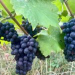 Private Champagne Ruinart, Moet Chandon VIP Tour by Mercedes - An In-Depth Look at the Experience