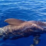 Private Charter Private Charter to see the whales - 2 Hours - The Experience in Detail