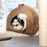 Private Combo Reykjavik Folklore & CatWalk - What’s Included and What’s Not