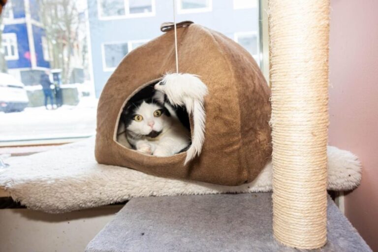 Private Combo Reykjavik Folklore & CatWalk - What’s Included and What’s Not