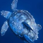 Private Day Seafari in the Azores follow Marine Biologist - Who Should Consider This Tour?