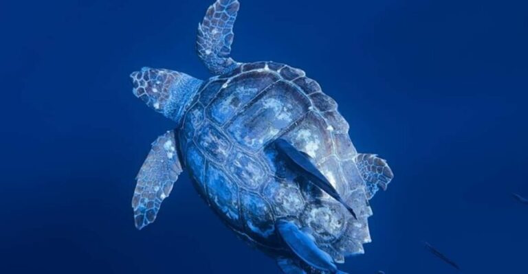 Private Day Seafari in the Azores follow Marine Biologist - Who Should Consider This Tour?