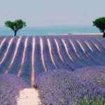 Private Day Trip to Provence and Lavender Fields - The Value of This Tour