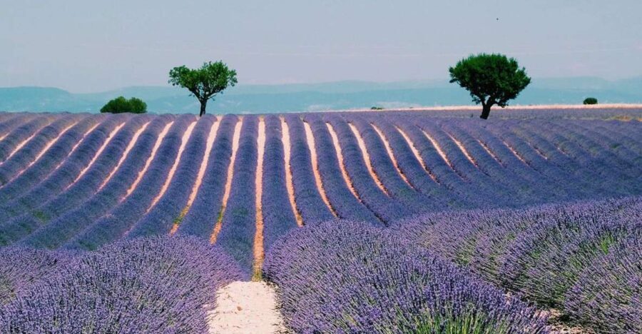 Private Day Trip to Provence and Lavender Fields - The Value of This Tour