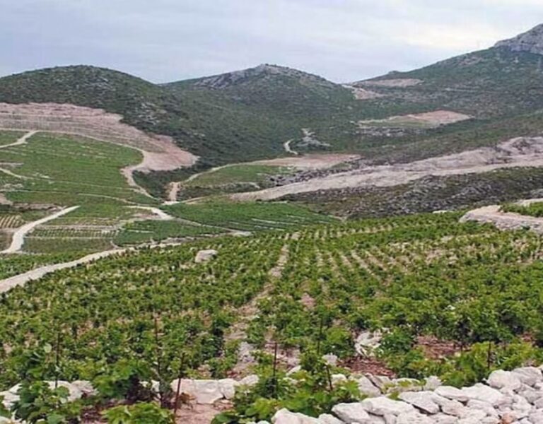 Private Full - Day Tour: Wine Tasting Tour to Peljesac - Practical Details & Value