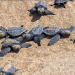 Private Jeep Safari Turtle Adventure & Adonis Waterfalls - What to Expect from This Jeep Safari Adventure