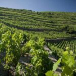 Private Luxury Wine & Food Tour in Douro - Final Thoughts