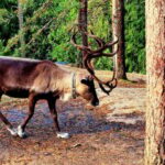 PRIVATE Reindeer Park Adventure by VIP Car - Who Will Love This Tour?