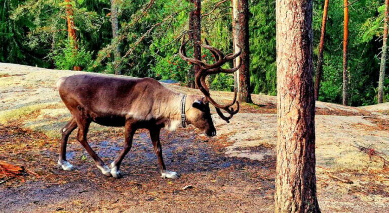 PRIVATE Reindeer Park Adventure by VIP Car - Who Will Love This Tour?