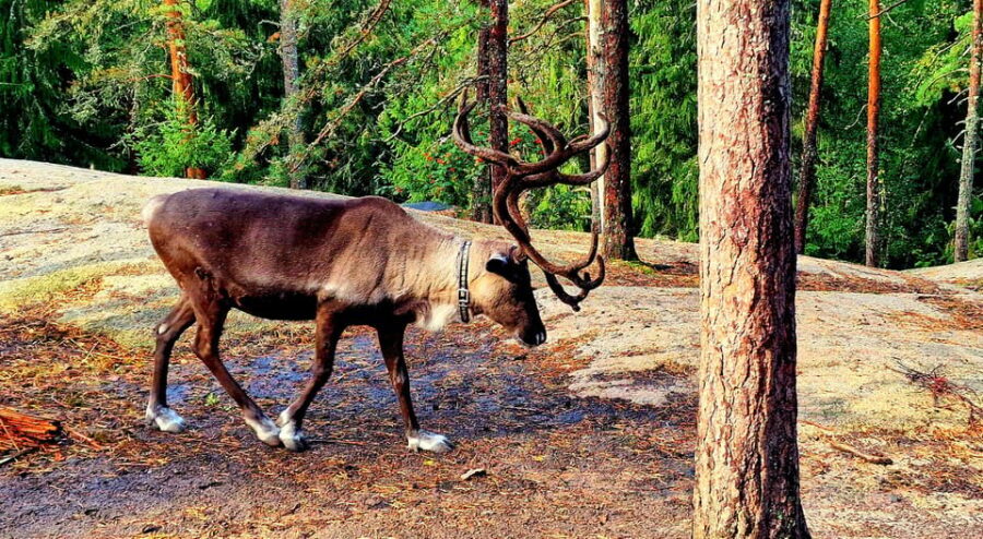 PRIVATE Reindeer Park Adventure by VIP Car - Who Will Love This Tour?