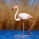 Private Tavira Jeep Tour - Salt Pans, Nature & Santa Luzia - Practical Details and Tips