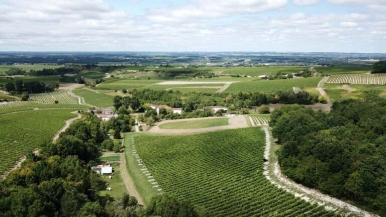Private tour Day in the heart of the Cognac vineyards - Who Should Consider This Tour?